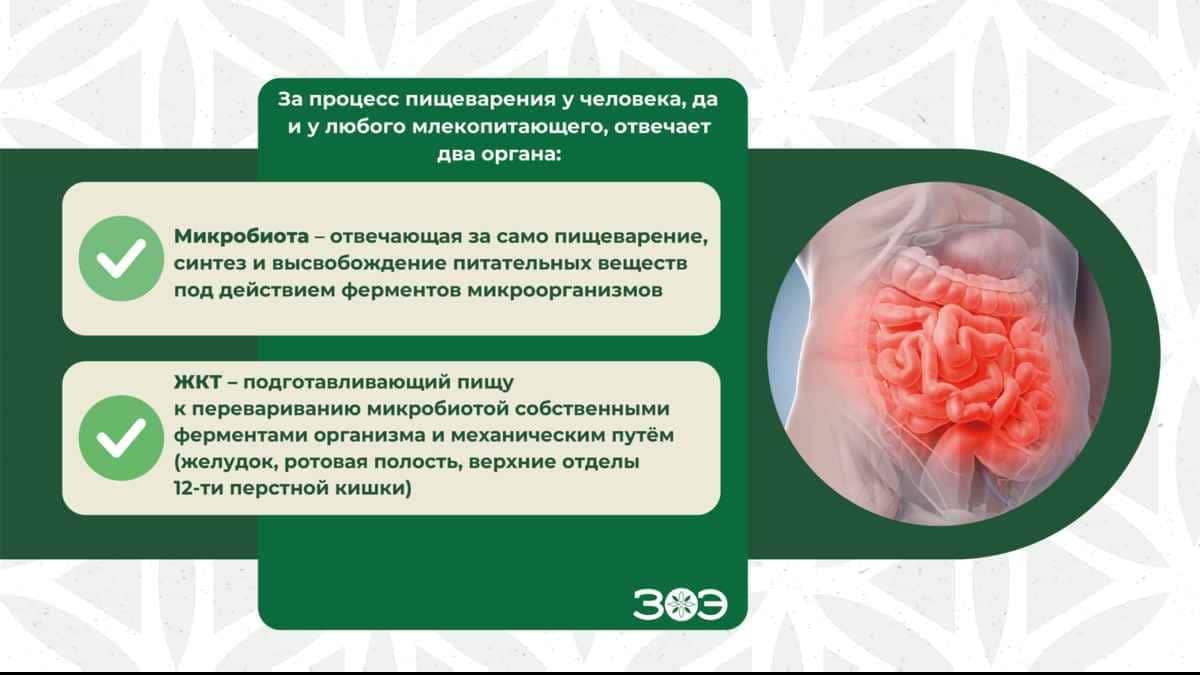 Как микробиота и ЖКТ участвуют в пищеварении Чай для похудения и иммунитета — инфографика влияния на микробиом