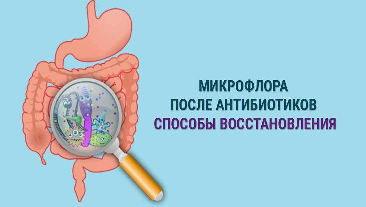 Восстановление микрофлоры кишечника после антибиотиков Иллюстрация кишечника с полезной микрофлорой и текстом «Микрофлора после антибиотиков. Способы восстановления»