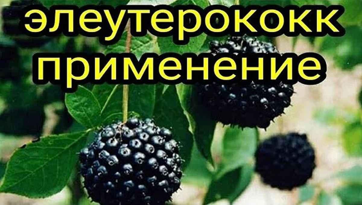 Элеутерококк применение и лечебные свойства Элеутерококк применение в народной медицине