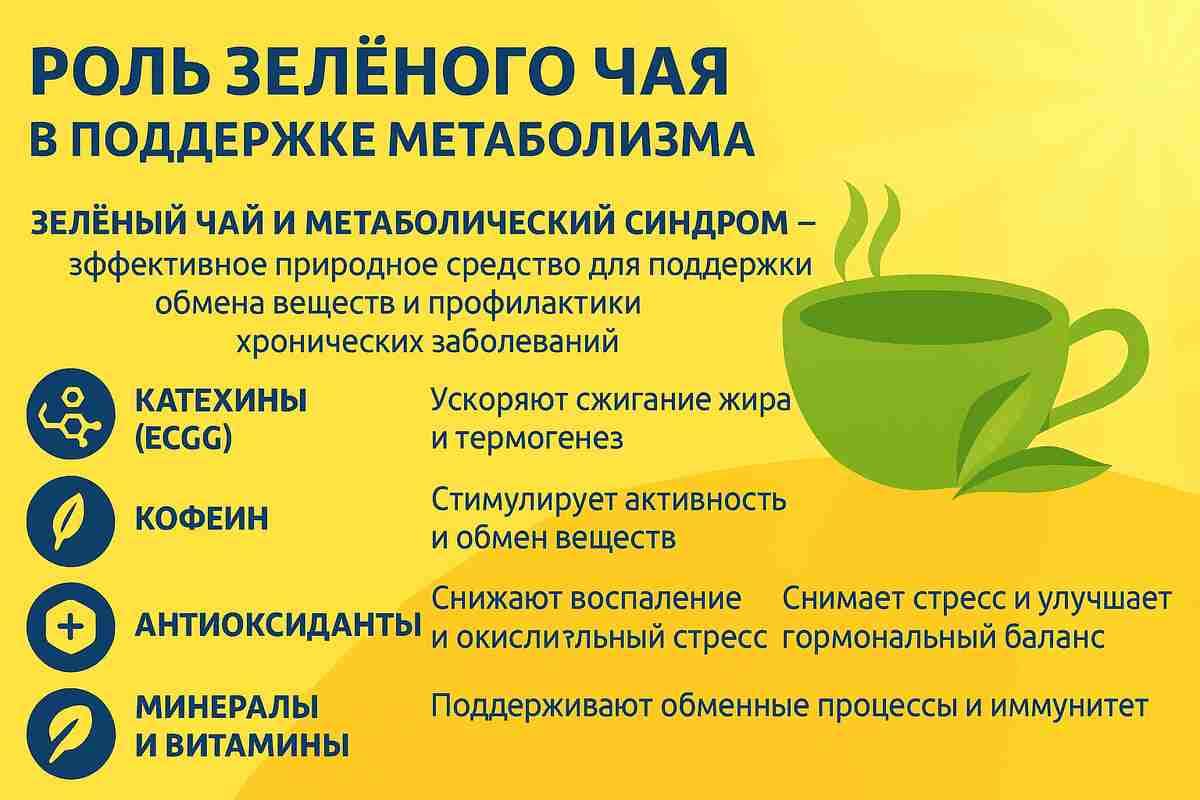 Как зелёный чай поддерживает здоровый метаболизм: инфографика Роль зелёного чая в метаболизме — инфографика о свойствах зелёного чая, поддерживающего обмен веществ и снижающего риск метаболического синдрома