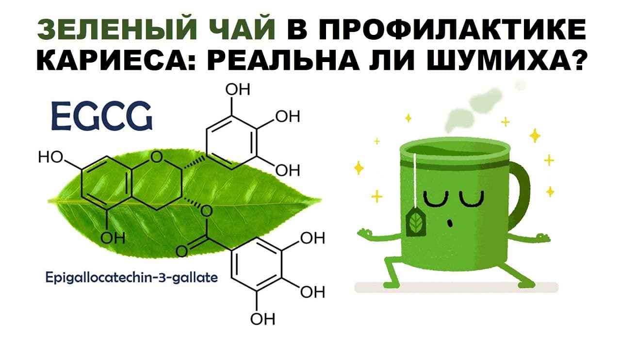 Инфографика: зелёный чай в профилактике кариеса — EGCG, химическая формула, медитирующая чашка зелёного чая