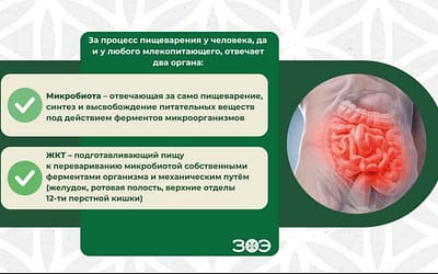Чай и микробиом: как напиток помогает похудеть и укрепить иммунитет