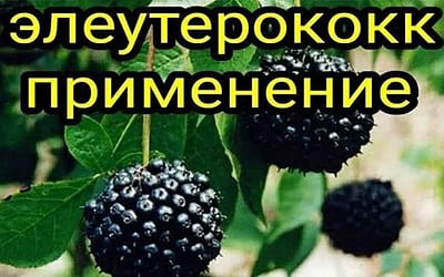 Элеутерококк применение и полезные свойства