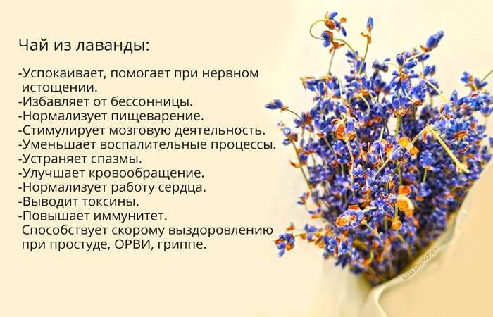 Зеленый чай с лавандой — польза для здоровья и спокойствия