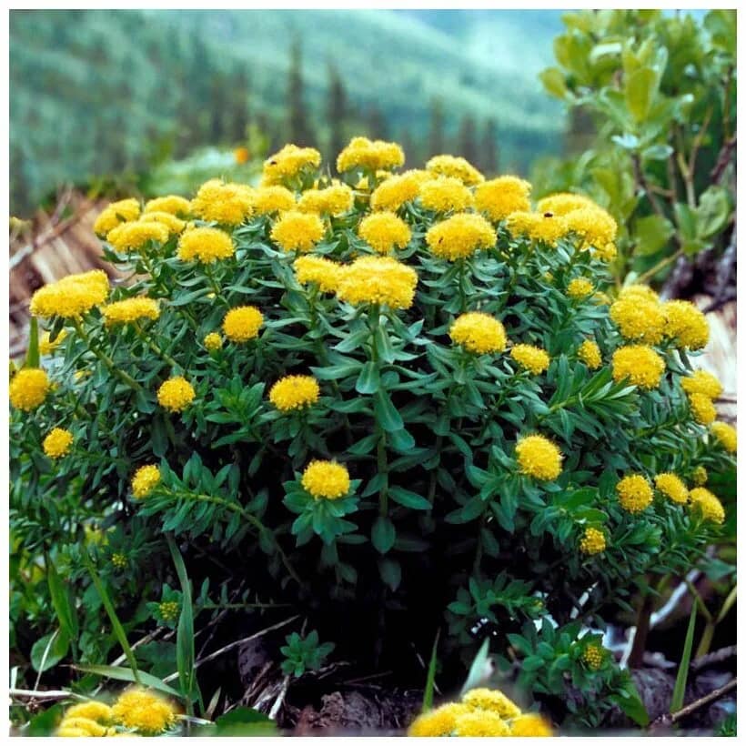 Родиола розовая адаптоген для энергии и устойчивости к стрессу